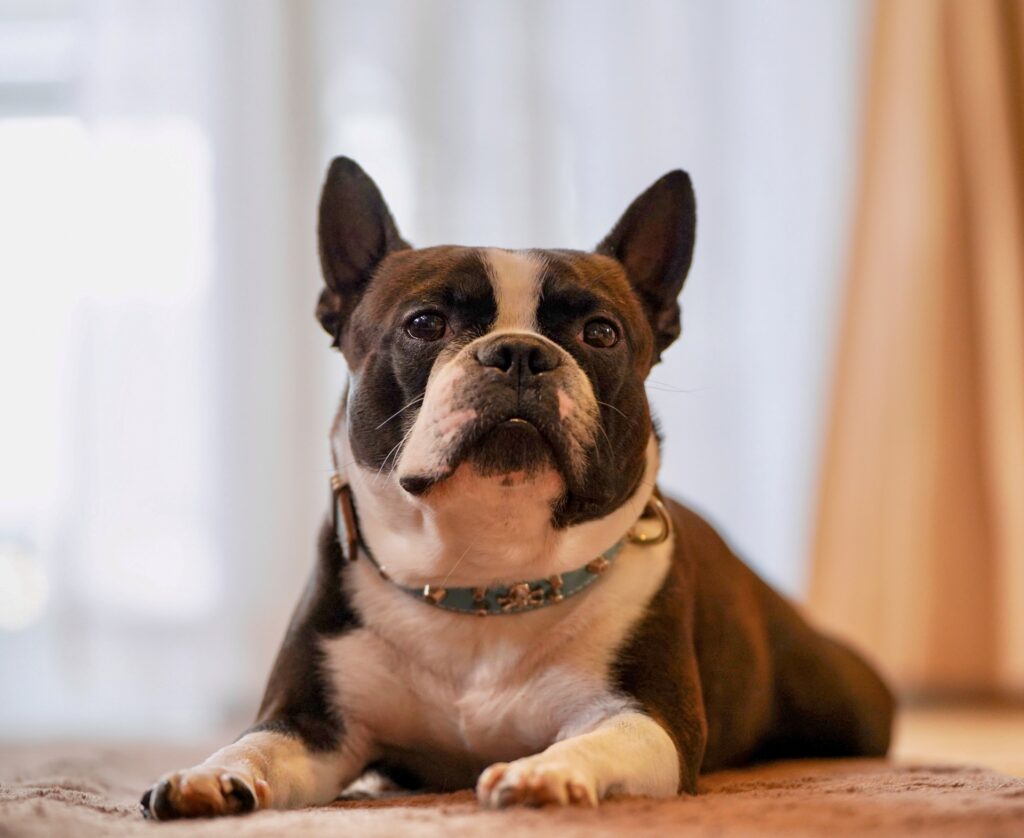 犬　座る
