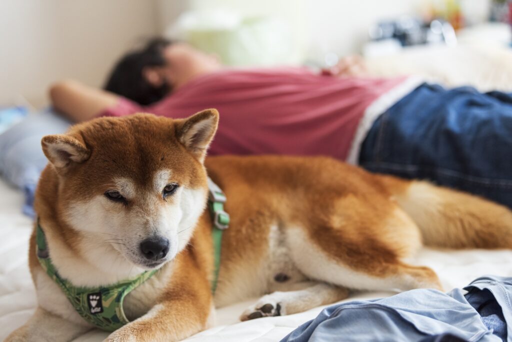 犬　ハーネス　寝る