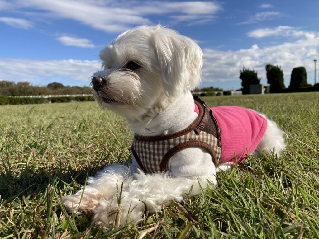 犬　ハーネス