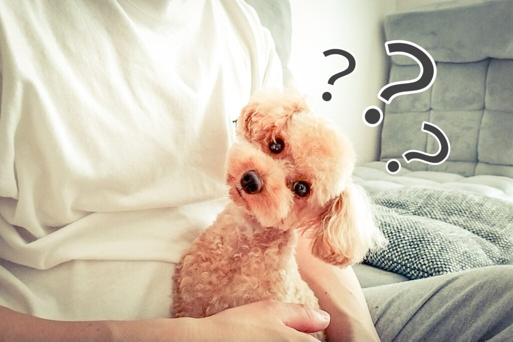 犬　考える　？