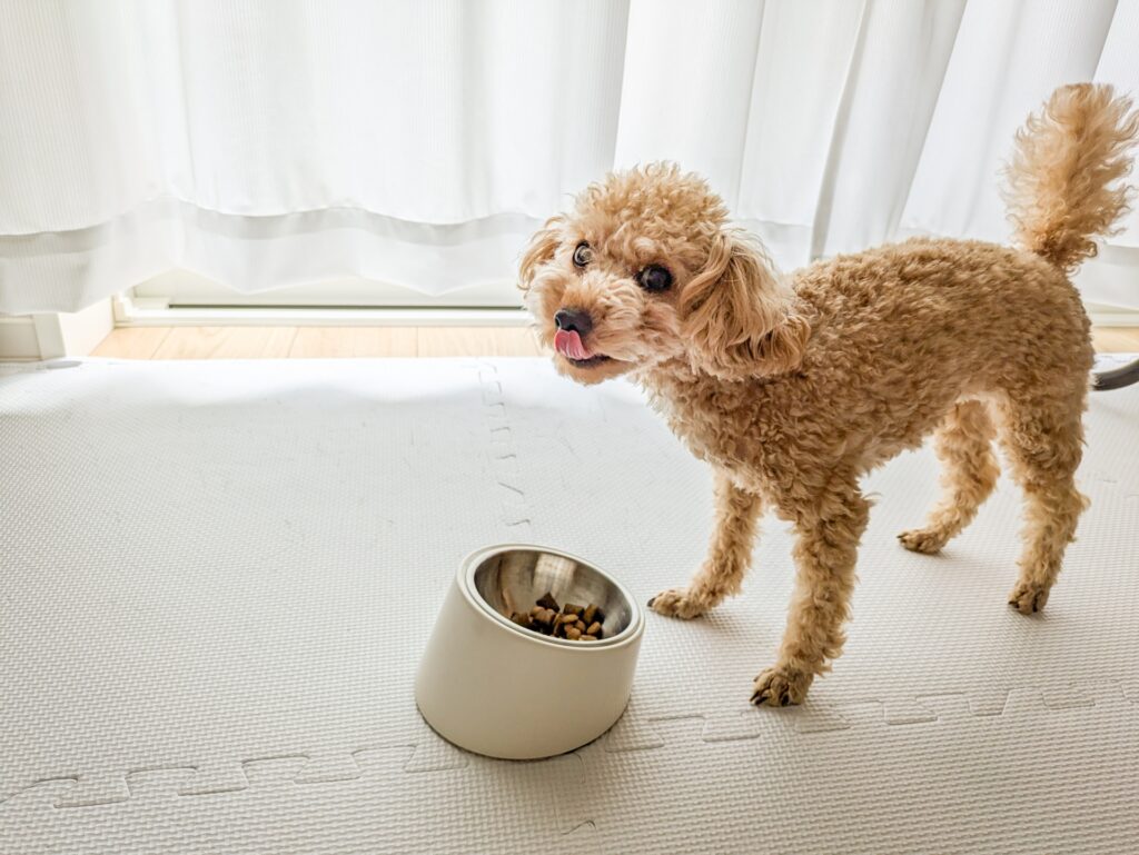 犬 ご飯