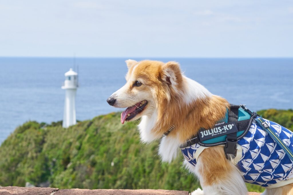 犬　ハーネス　散歩