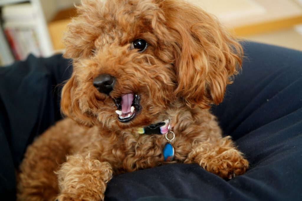 犬　怒る