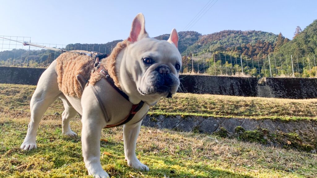 犬　ハーネス　散歩