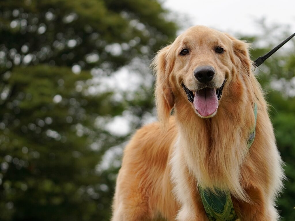 犬　ハーネス　散歩