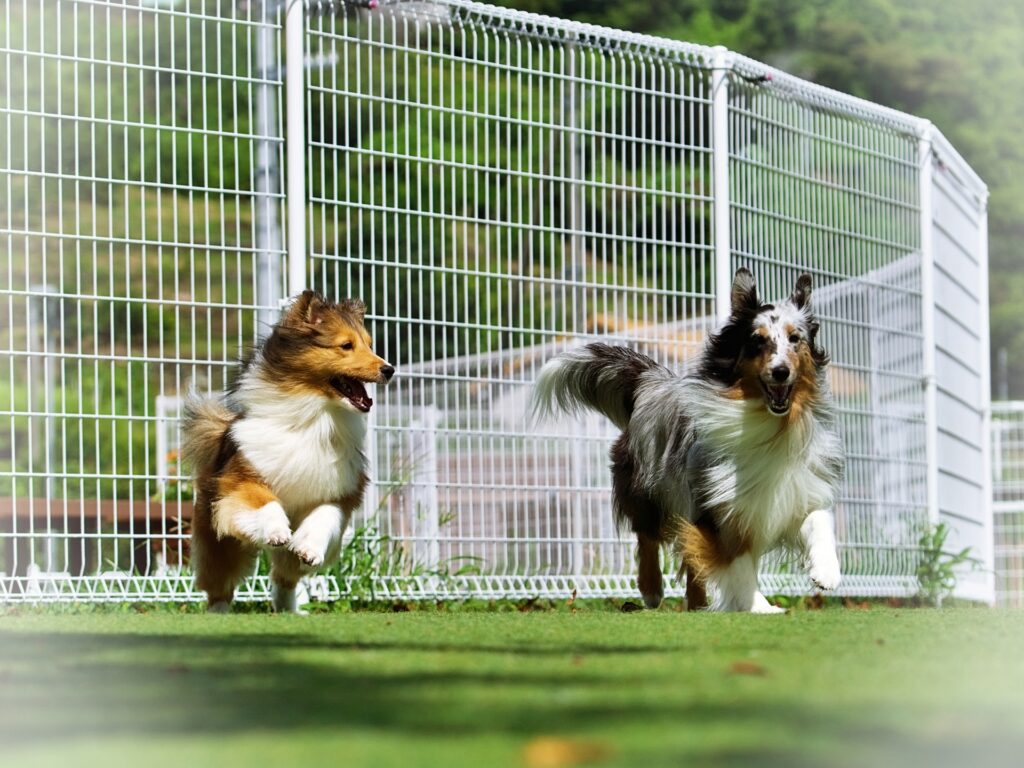 犬 散歩 走る ドッグラン