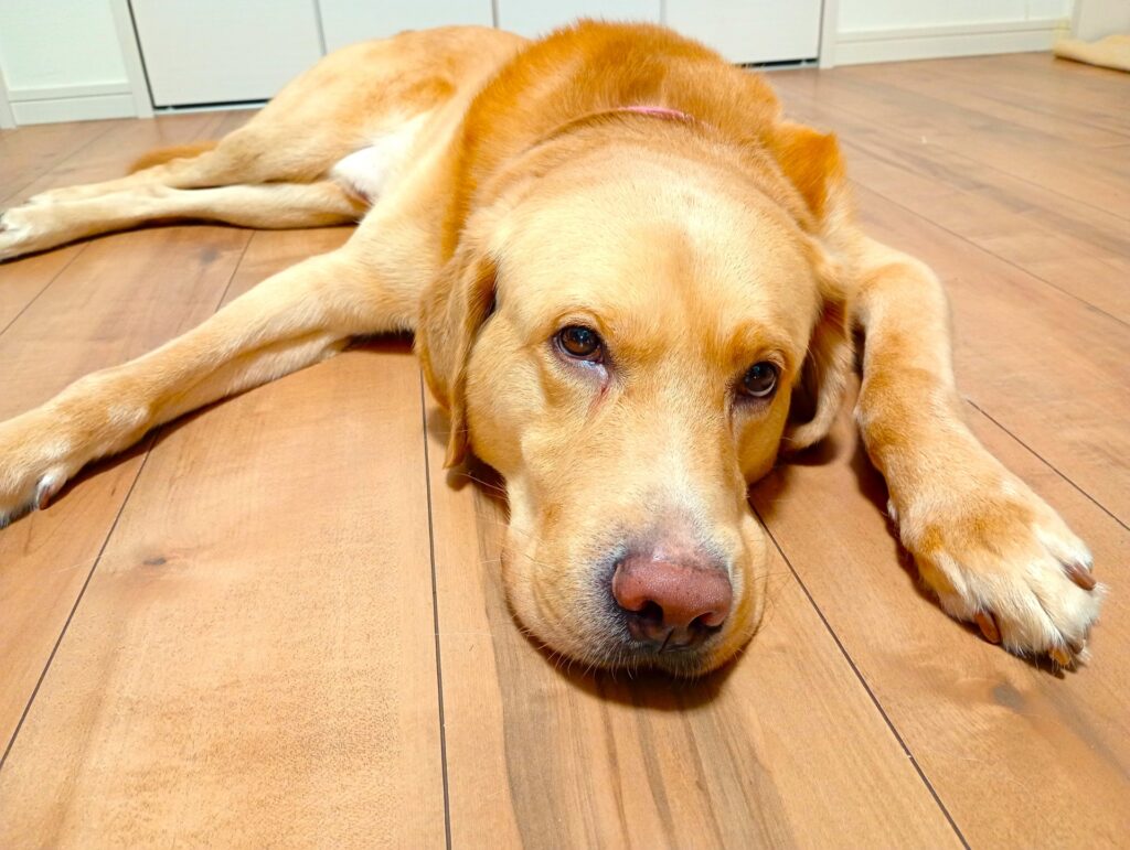 犬　寝る