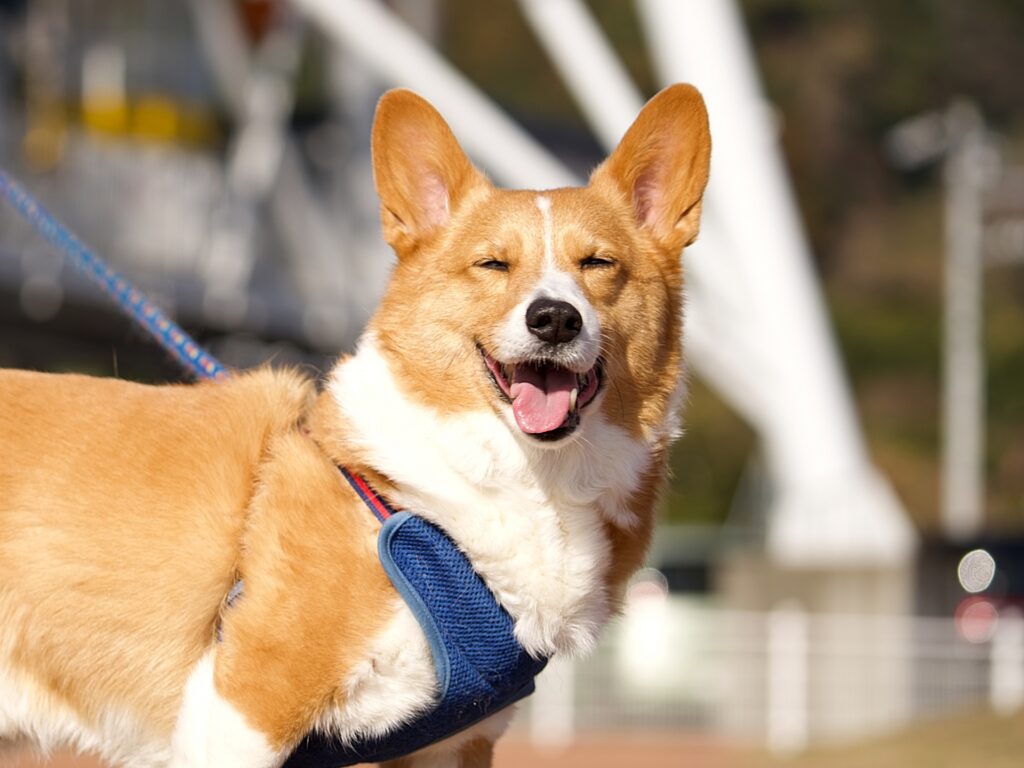 犬　ハーネス　散歩