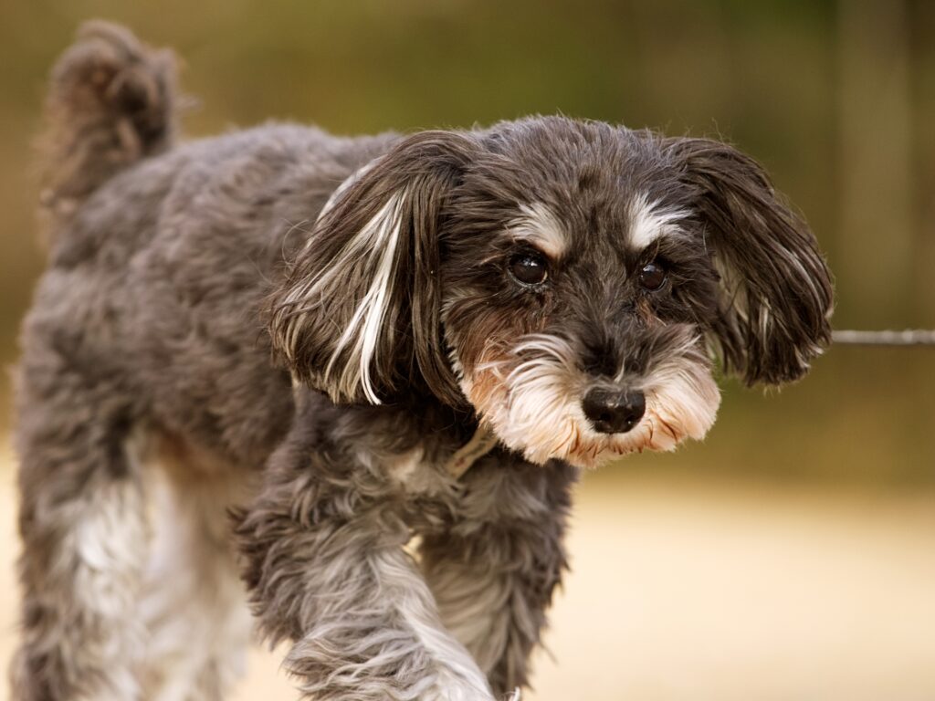 犬　散歩