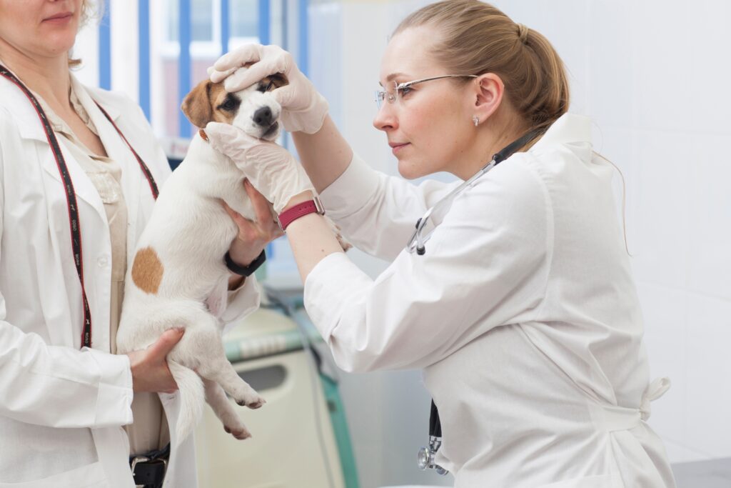 犬 病院 歯