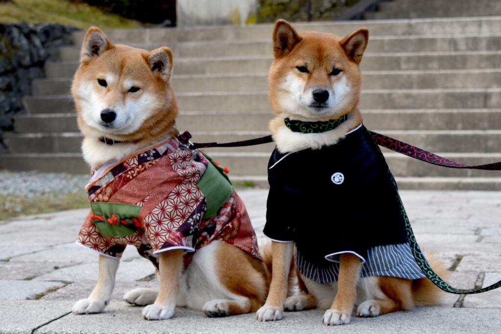 犬 着物