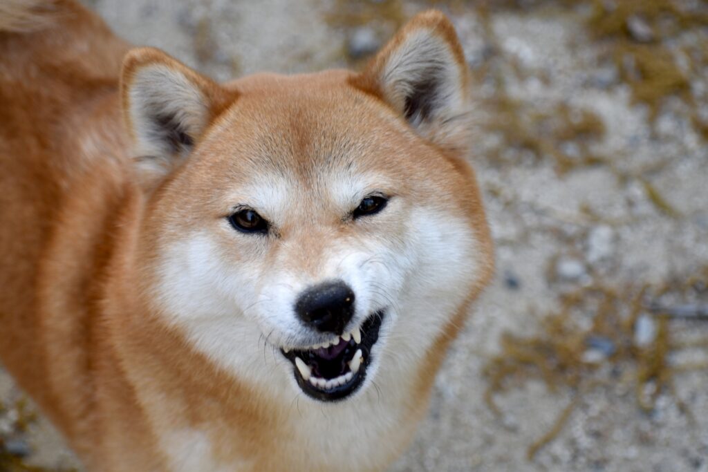 犬 歯磨き 怒る