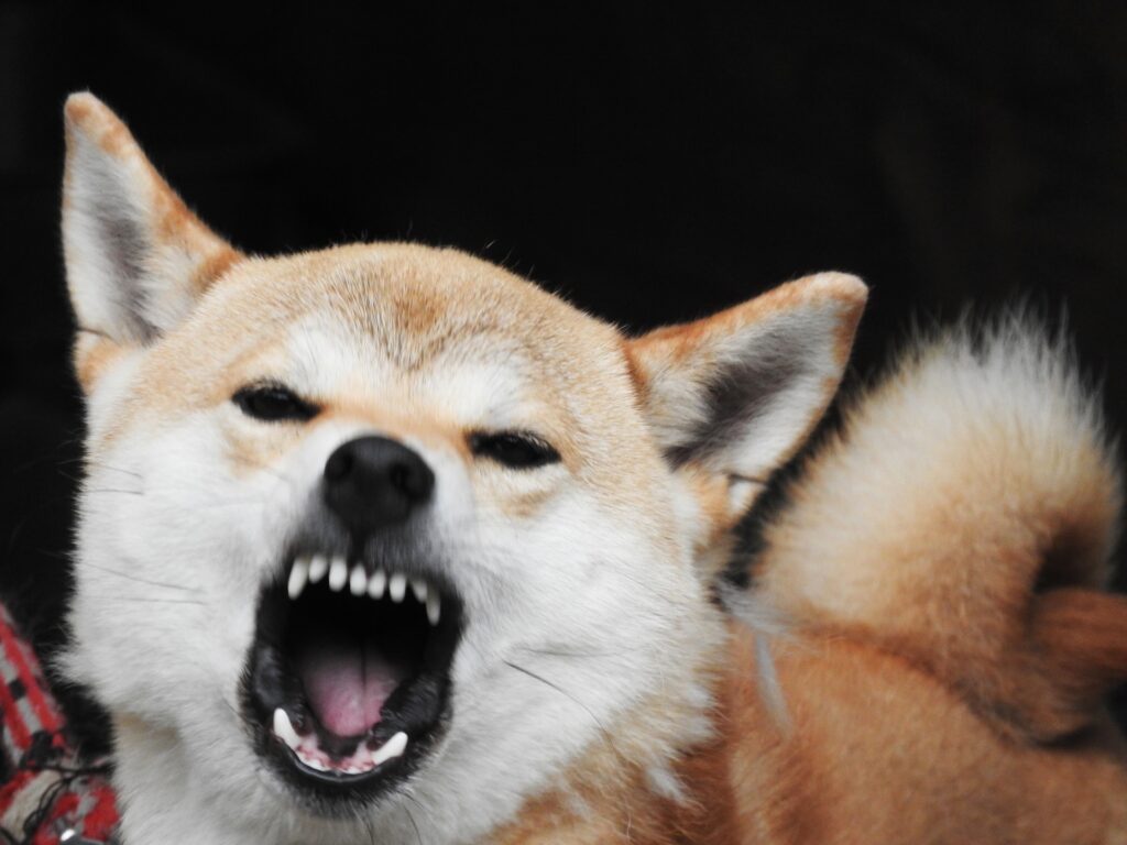 犬　怒る