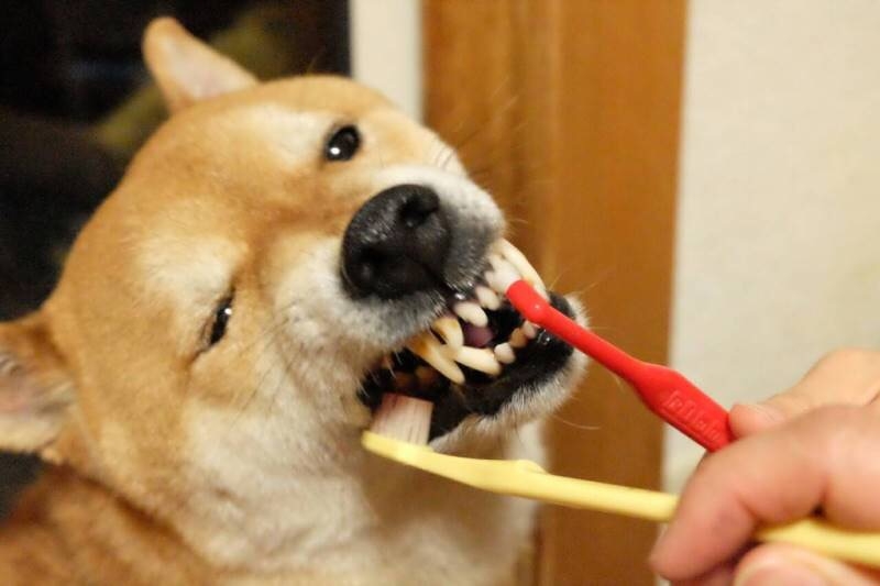 犬 歯磨き
