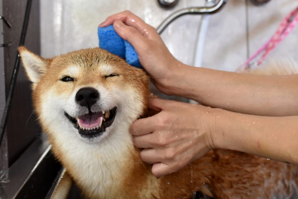 犬　シャンプー