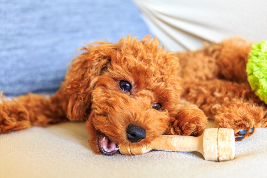 犬 おもちゃ 噛む