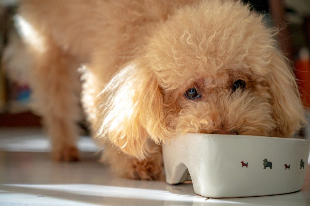 犬 ご飯