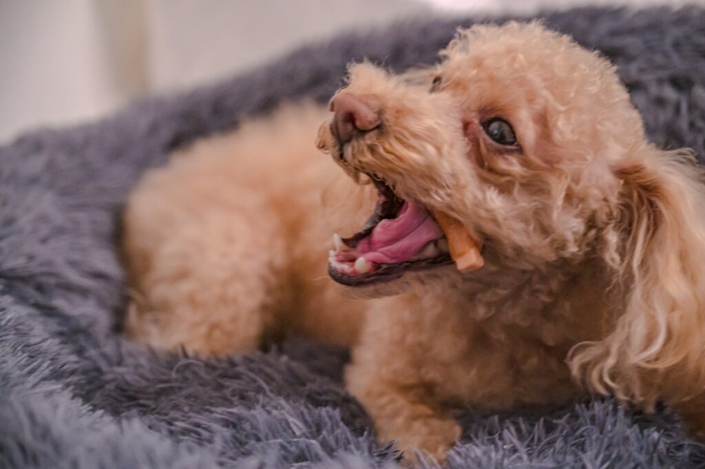 犬 歯磨き ガム
