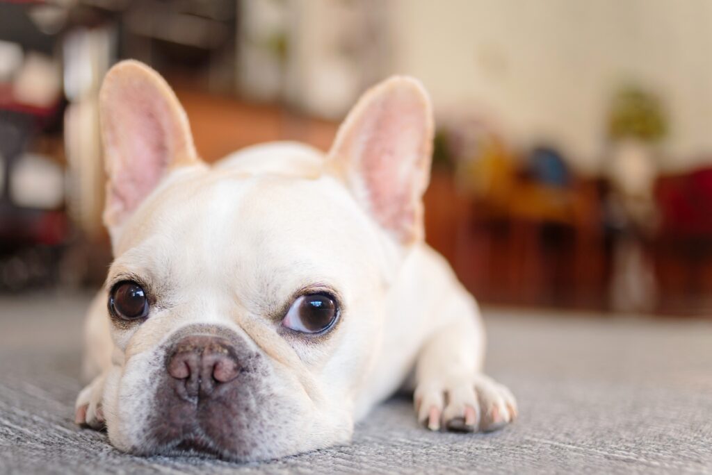 犬 悲しい 室内