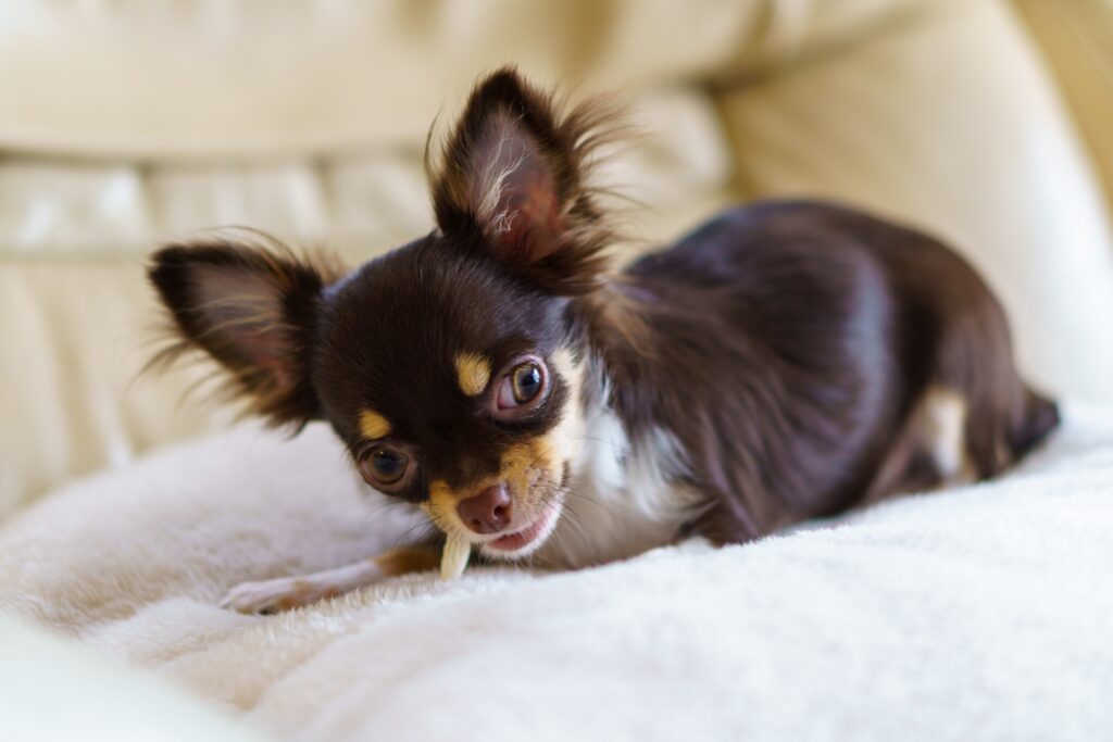 犬 歯磨き ガム