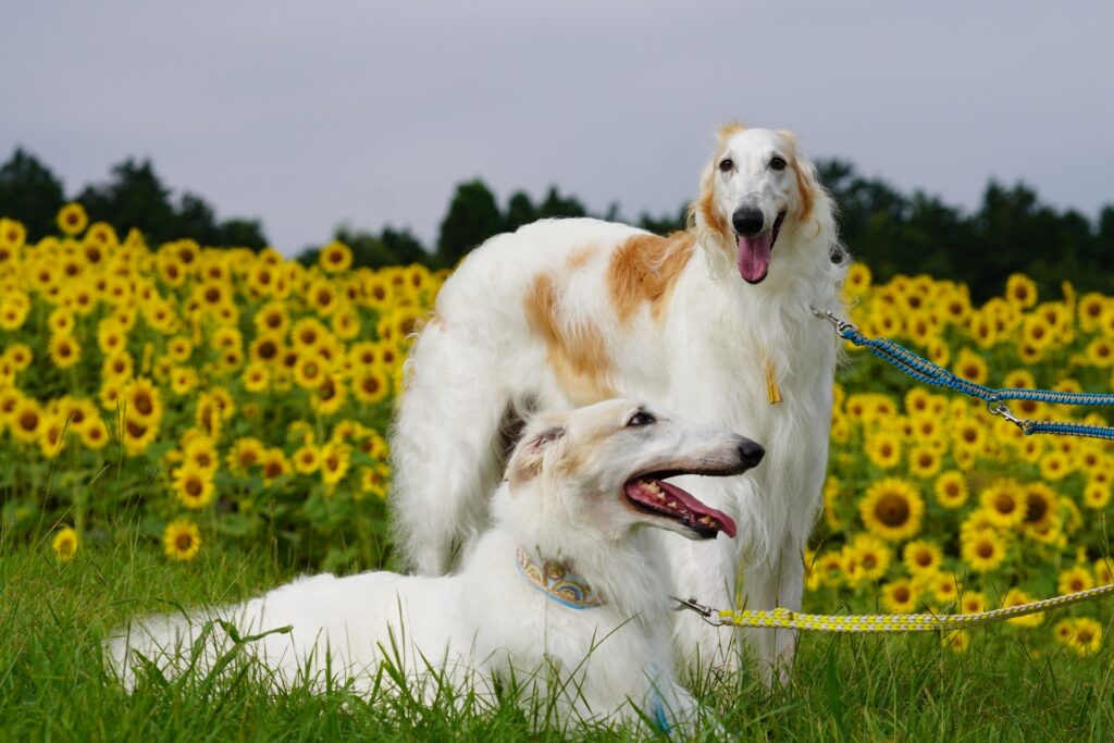 犬　夏　ひまわり　花　散歩