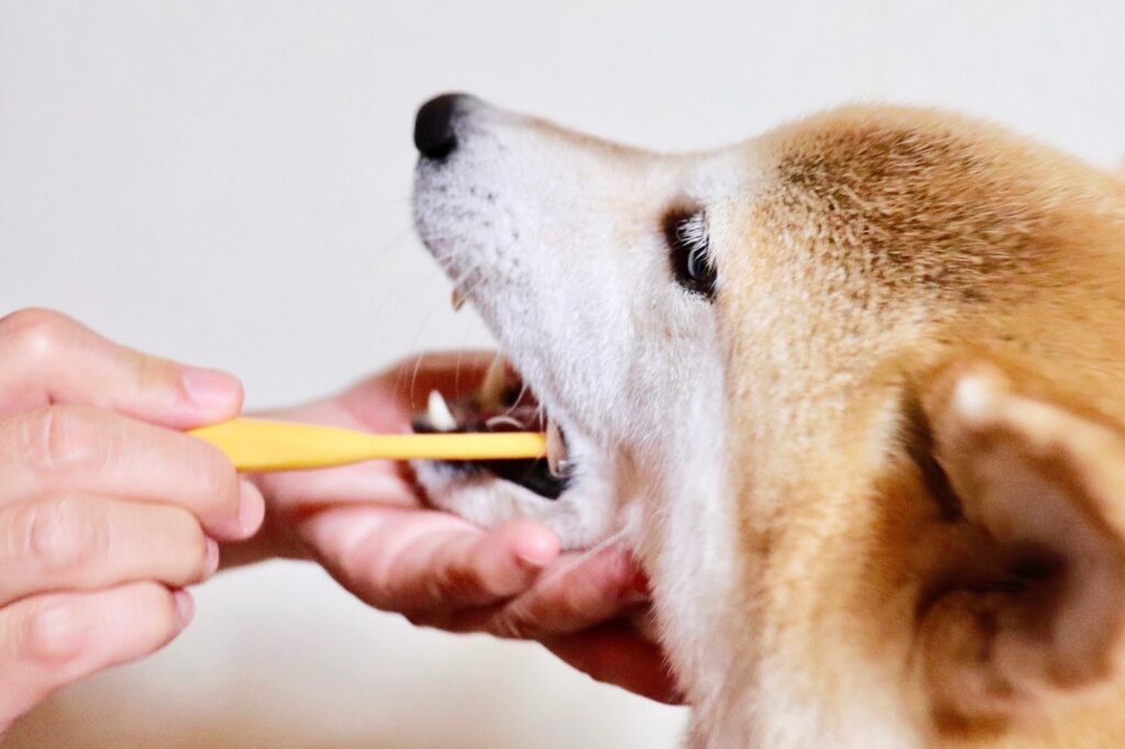 犬 歯磨き