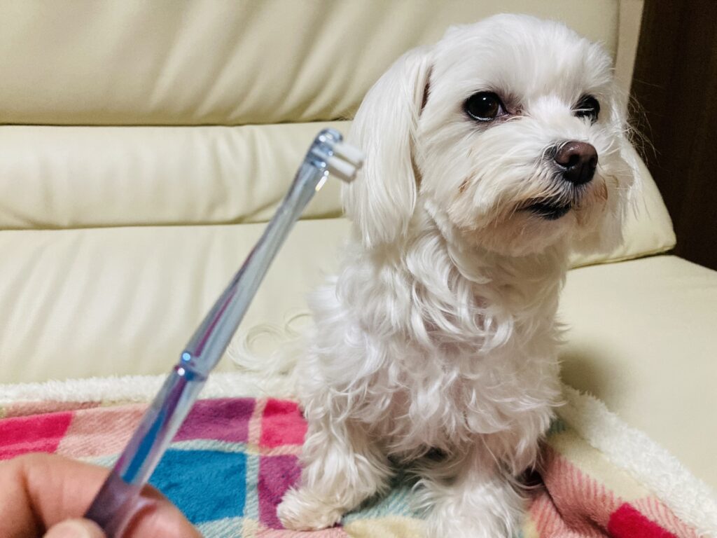 犬 歯磨き