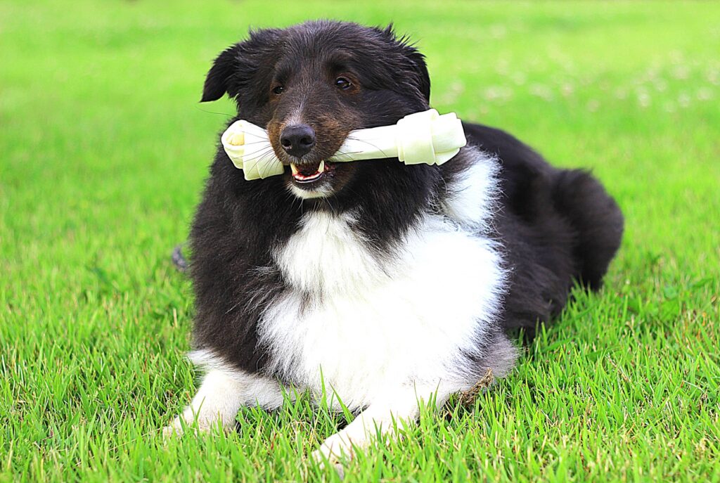 犬　歯磨き　散歩