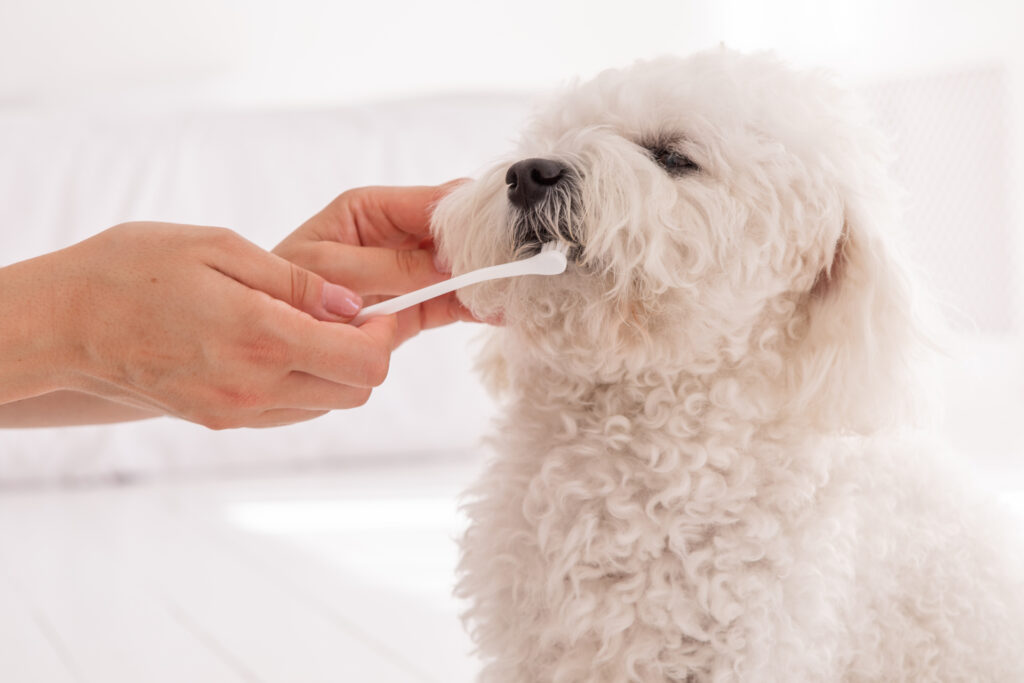 犬 歯磨き