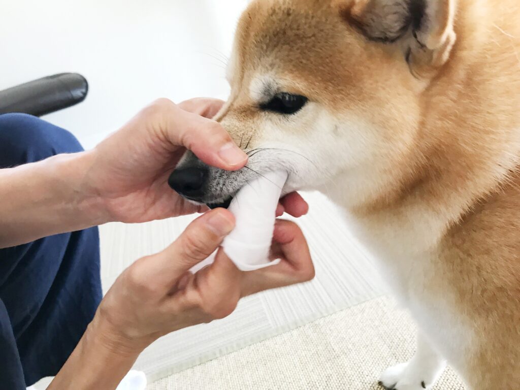 犬 歯磨き