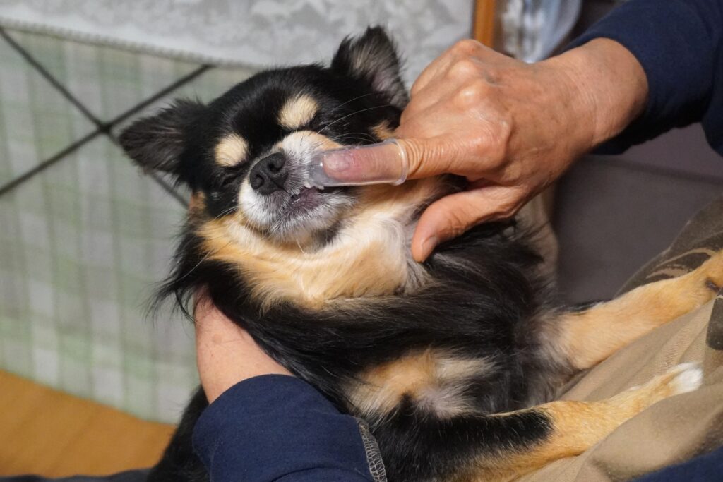 犬　歯磨き