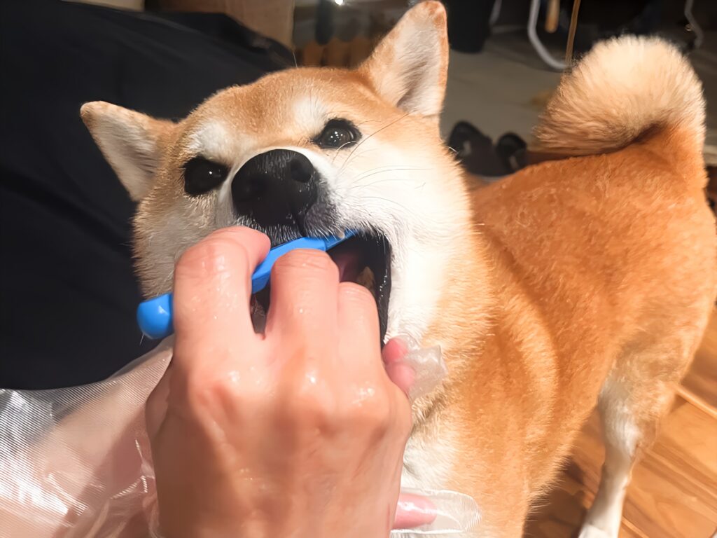 犬 歯磨き