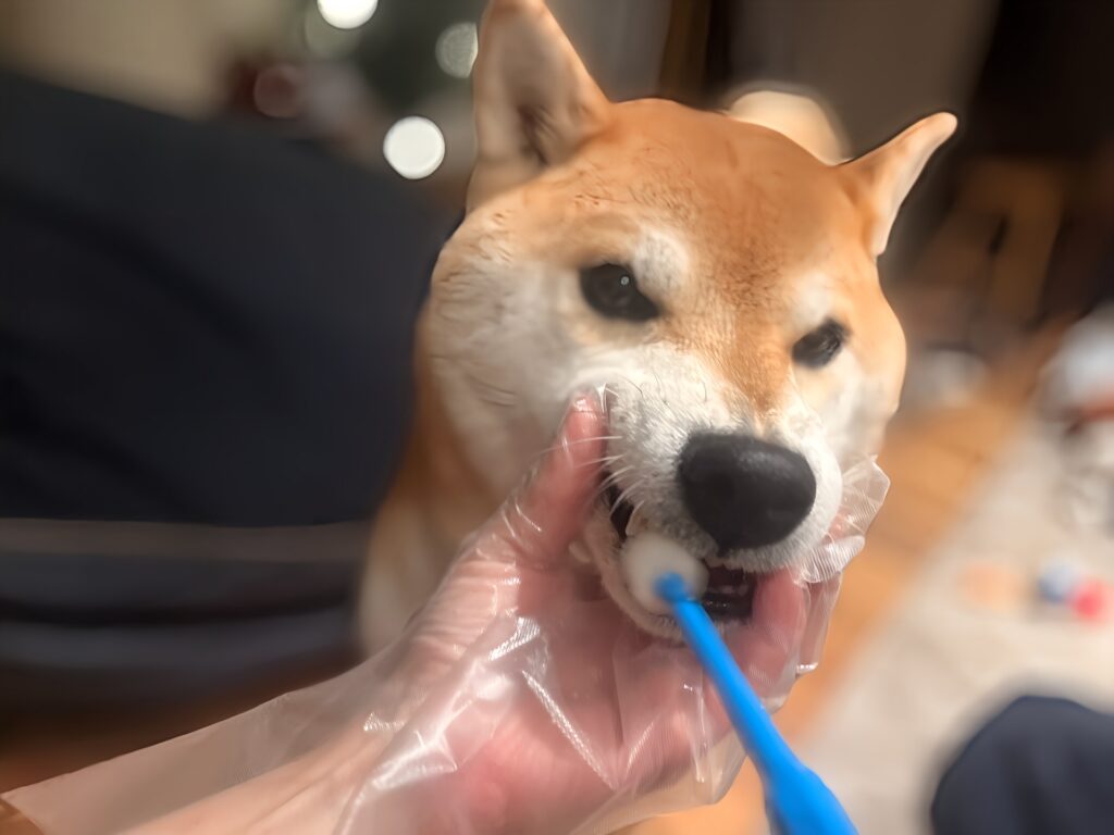 犬 歯磨き