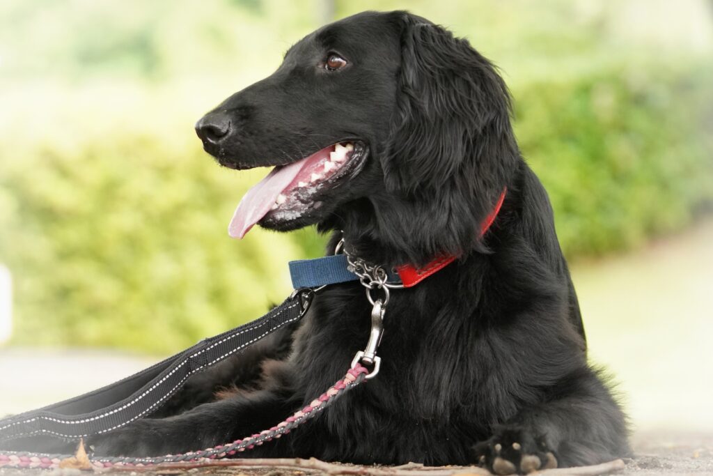 犬　散歩