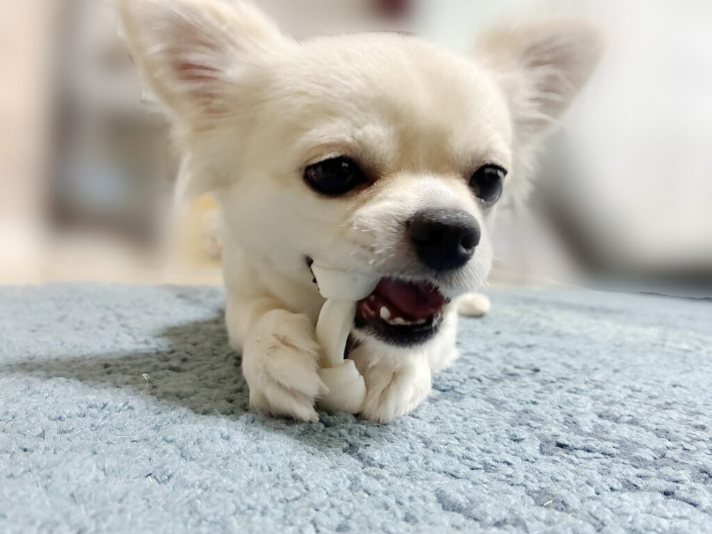 犬 歯磨き