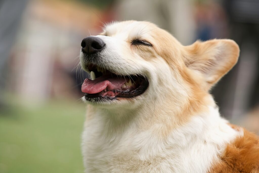 犬 笑顔