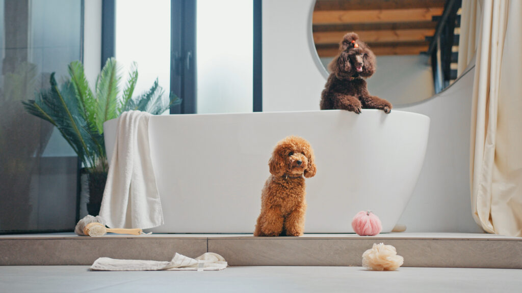 犬　お風呂