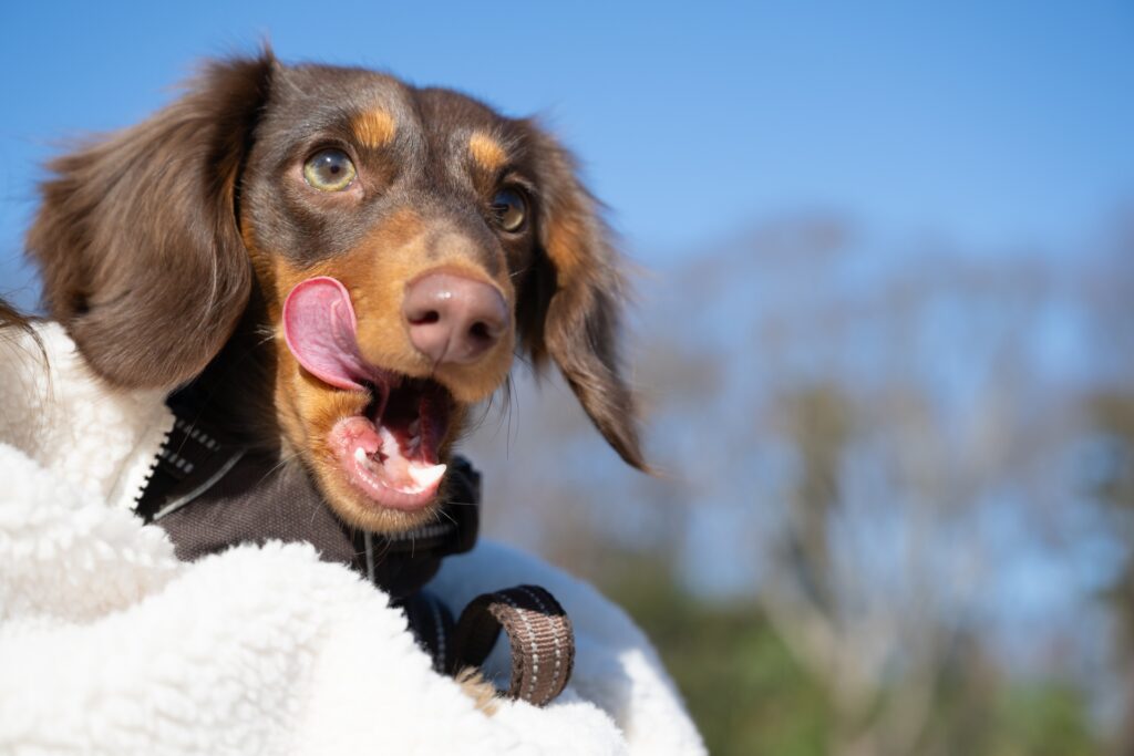 犬