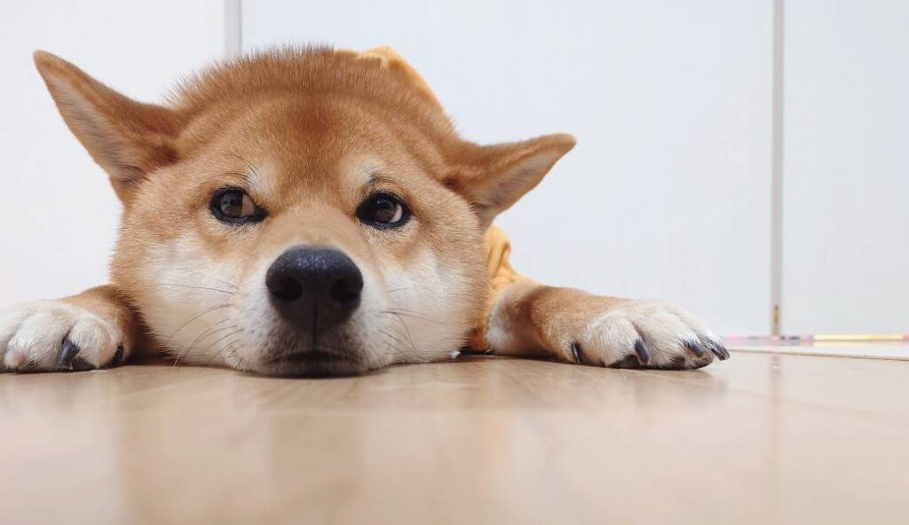 犬 悩む