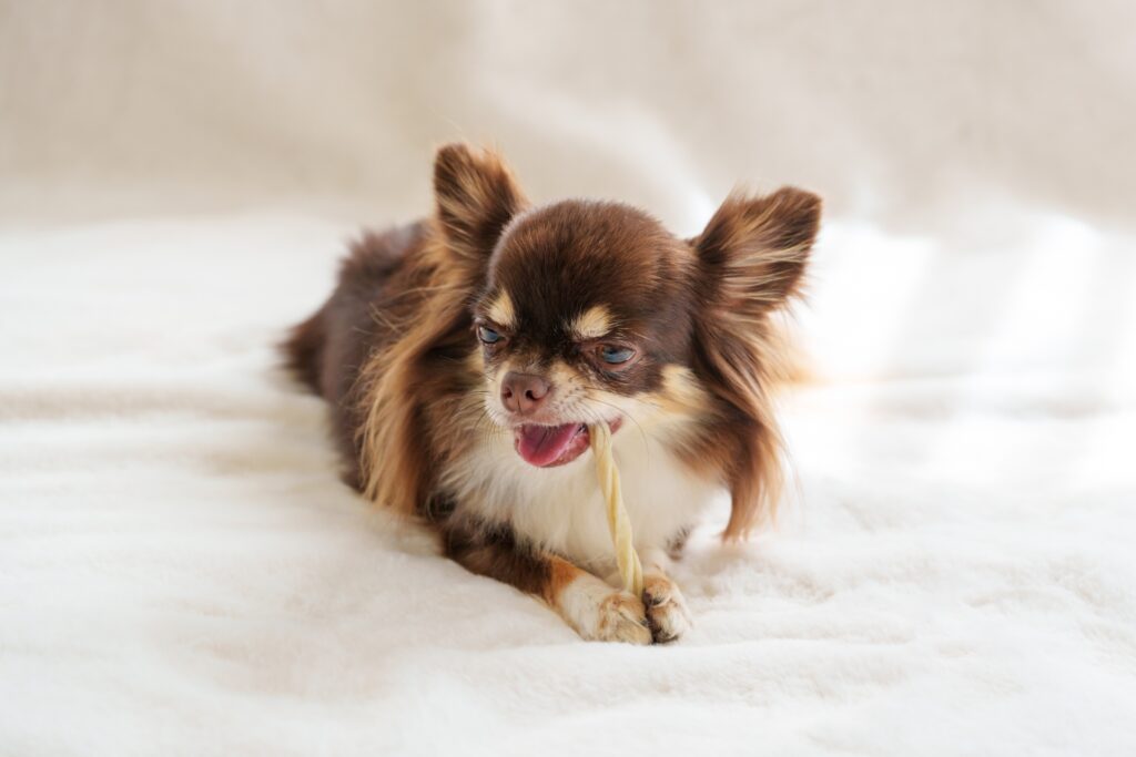 犬 歯磨き ガム