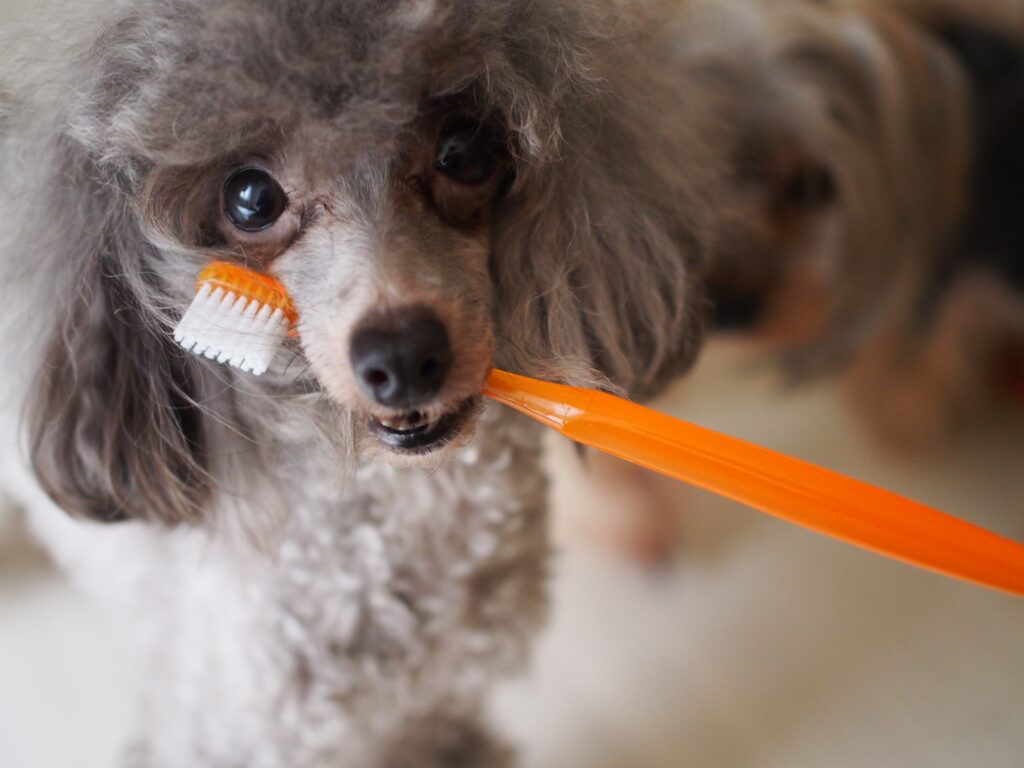 犬 歯磨き