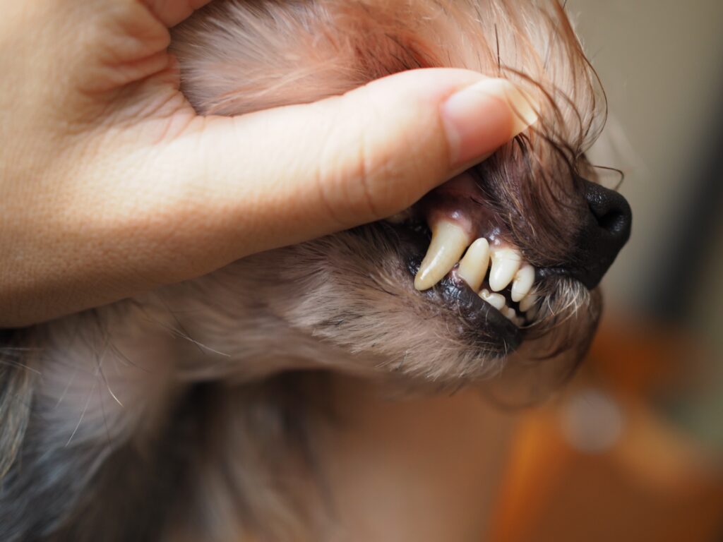 犬 歯磨き