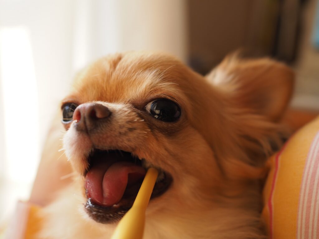 犬 歯磨き