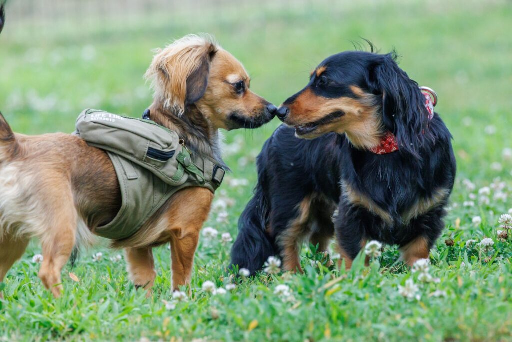 犬 散歩 キス
