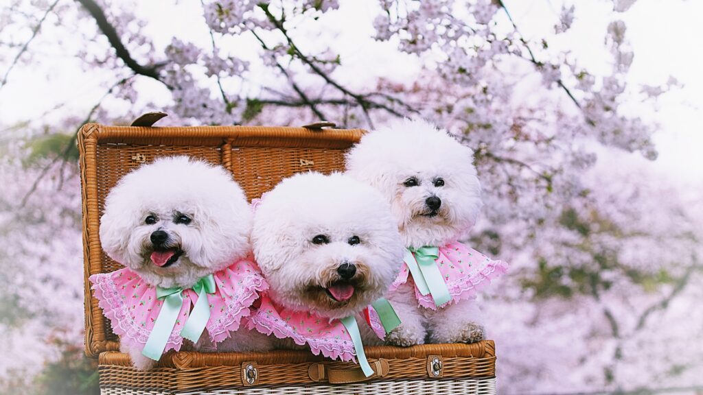 犬 カート