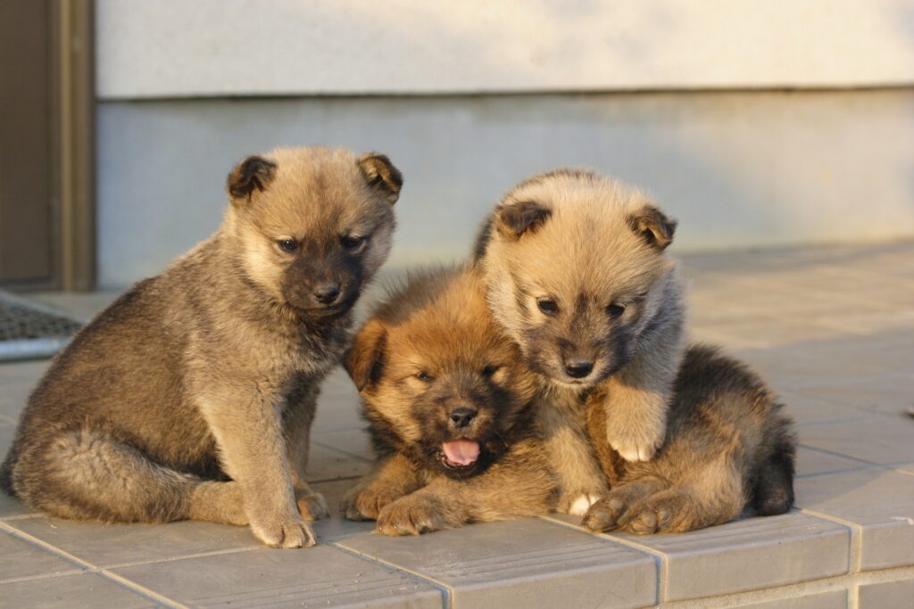 子犬