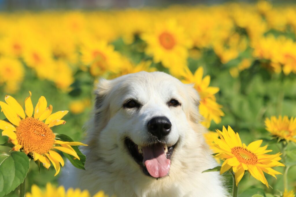 犬　ひまわり