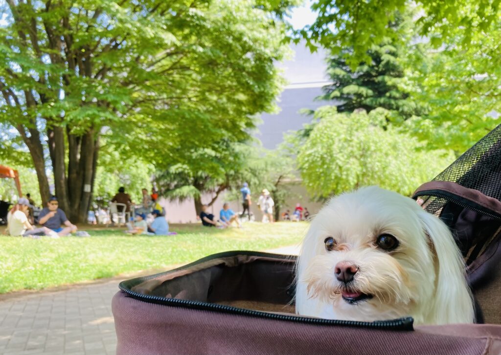 犬 カート