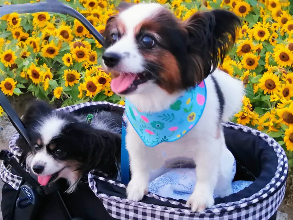 犬 カート