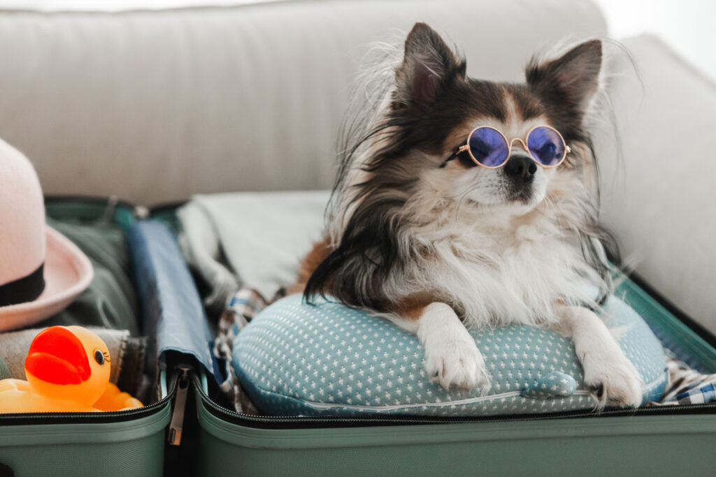 犬 見ない 旅行